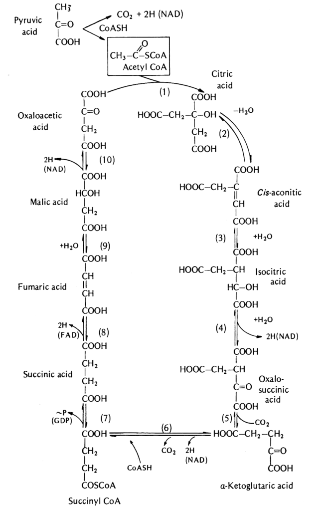 The citric acid, or .krebbs.cycle